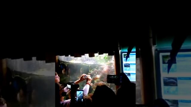 Кормление пираний (жестяк) смотреть онлайн