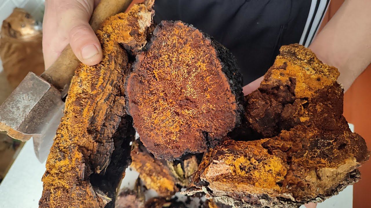 Золотой запас чаги #чага #грибчага