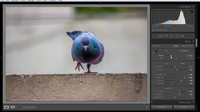 Lightroom 5 Tutorials : Temprature and tint смотреть онлайн