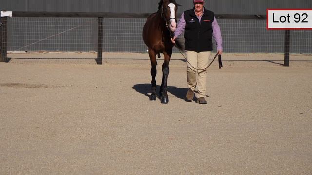 Lot 92 Sweet Lou / Juliet Rose colt смотреть онлайн