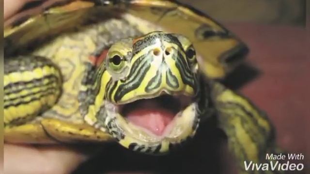 факты о красноухой черепахе смотреть онлайн