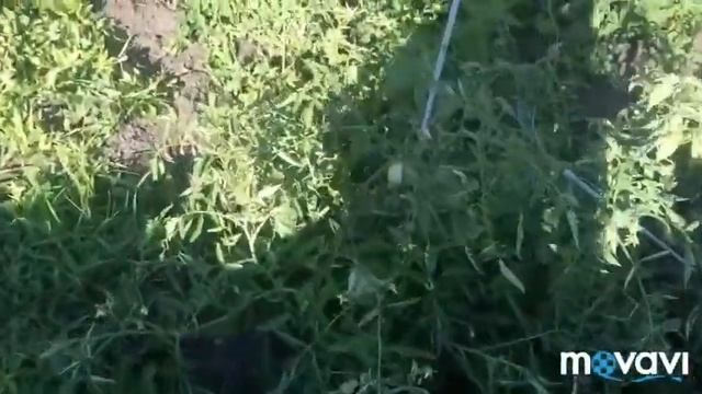 8 августа 2018 г.Деревенские будни/ много зверей смотреть онлайн