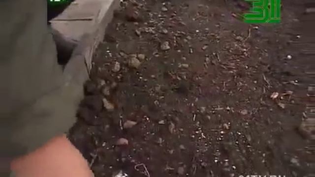 Томаты без рассады смотреть онлайн