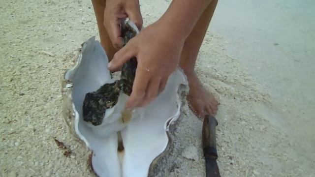 ОГРОМНЫЙ МОЛЛЮСК - ГИГАНТСКАЯ ТРИДАКНА! смотреть онлайн