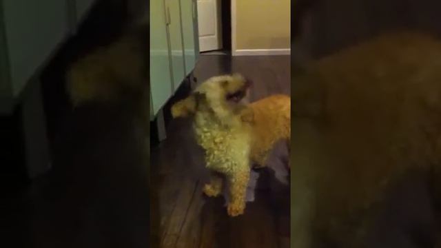 Bailey смотреть онлайн