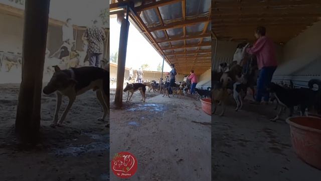 Четыре лапы Ташкент приют. От Андрея, комплимент людям, приезжающим в приют!!! смотреть онлайн