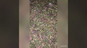 Чем кормлю бройлеров от А до Я! Что для набора веса, выгодно бройлеров кормить? Да! Подробно о Кобб