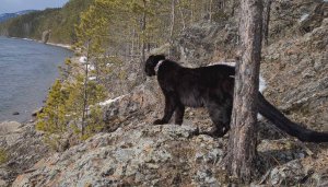 Луна и Венза. По следам косули. Прогулка с леопардом.