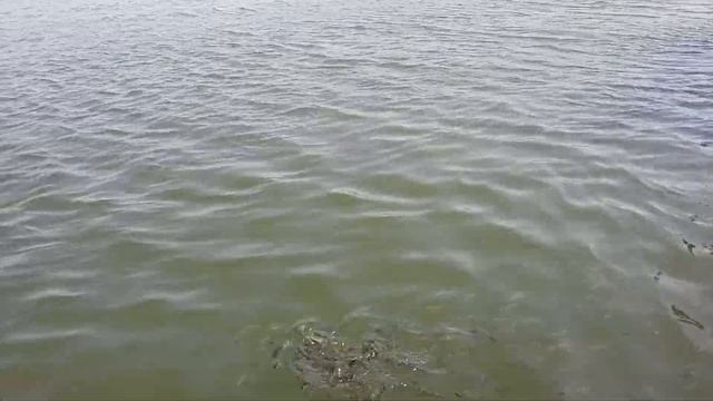 Турция река Дальян экскурсия Морские черепахи смотреть онлайн