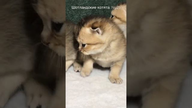 Шотландские вислоухие котята . 22 дня от рождения. смотреть онлайн