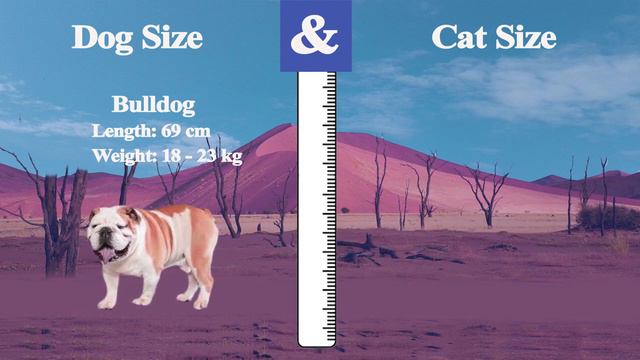 Cats vs Dogs size comparison 2021 LİVİNG EXTİNCT| living vs extinct |living prehistoric 🐕vs🐈 смотреть онлайн