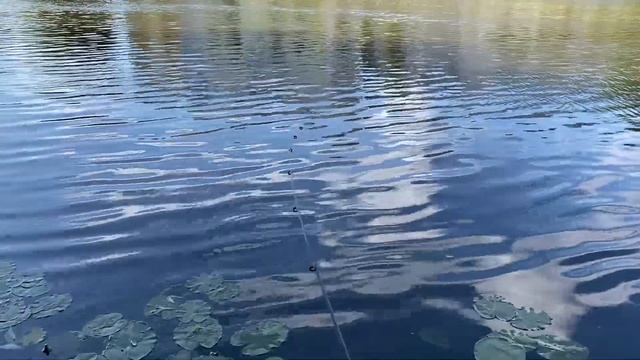 Фидер на реке Клязьма 2021 смотреть онлайн