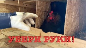 #69. Мокрые куры. Тихая охота. Урожай с дикого огорода. [Жизнь на своей земле]