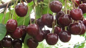 Вишня Морозовка  - Характеристики сорта