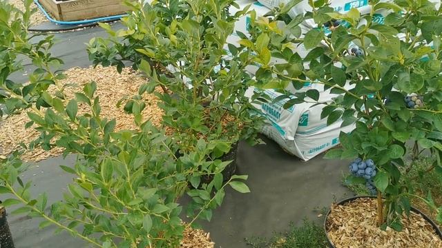 Прощаемся с САЖЕНЦАМИ ГОЛУБИКИ. смотреть онлайн