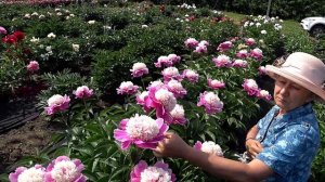 Малиново-розовый пион CORA STUBBS / Сад Ворошиловой