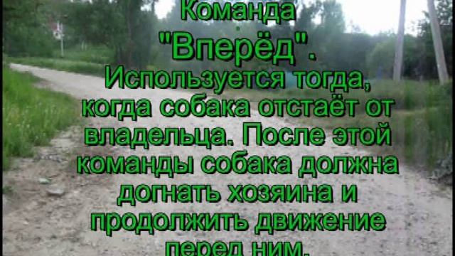 Основные команды послушания