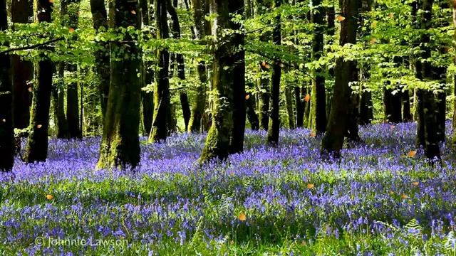 Глубокая расслабляющая музыка - успокаивающая фоновая музыка для сна, медитации и снятия стресса смотреть онлайн