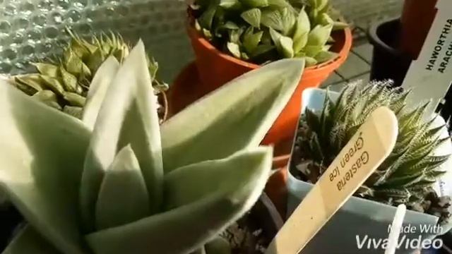 My collection of aloes, haworthias and gasterias смотреть онлайн