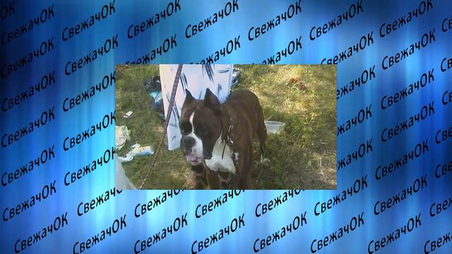 Найдено средство от всех штаммов Короновируса. Живодера посадят за избиение ребенка смотреть онлайн