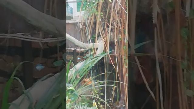 Большая голубая бабочка снятая на камеру смотреть онлайн