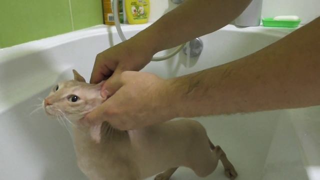 Купаем нашего кота сфинкса | Sucharik смотреть онлайн
