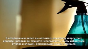Как избавиться от блох у кошки и собаки. Домашнее средство против блох. Быстрое уничтожение блох.