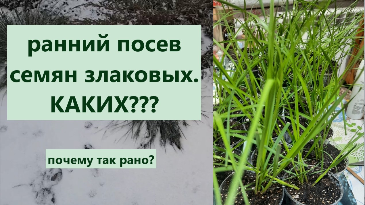 Чем укрыла хвойные. Ранний посев семян злаковых кортадерия, овсяница. смотреть онлайн