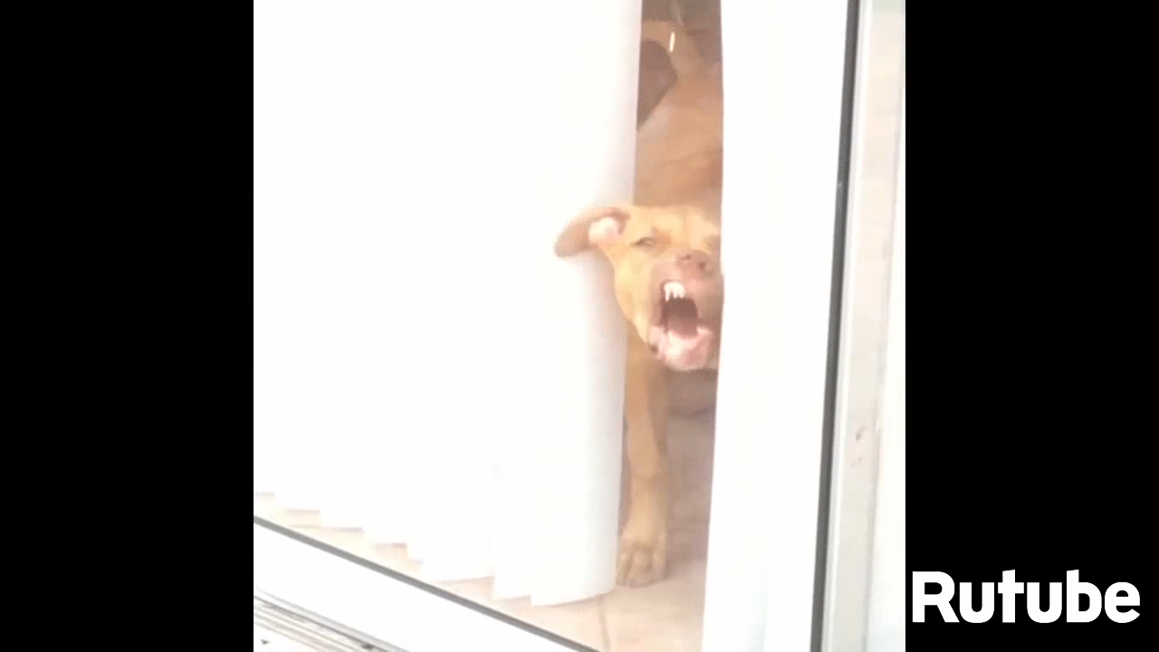 Топ-10 глупых собак смотреть онлайн