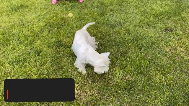 10 Surprising Facts About West Highland White Terriers (Westies)