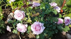 Роза Лав Сонг . Rosa Lave Song . Флорибунда . Голубая роза .