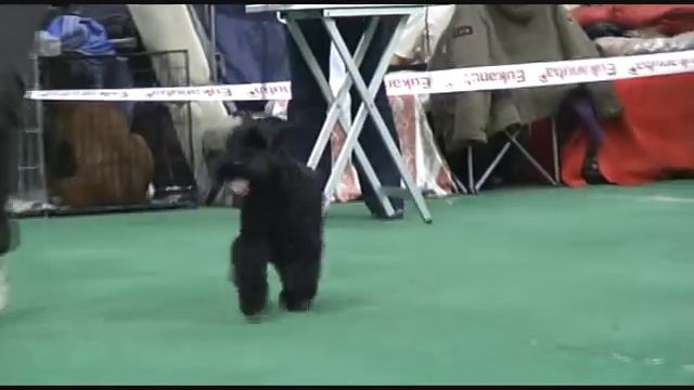 DogStatus.ru: Памяти Сабанеева-2010, Цвергшнауцер черный смотреть онлайн