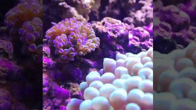 Hammer Corals (Euphyllia) смотреть онлайн