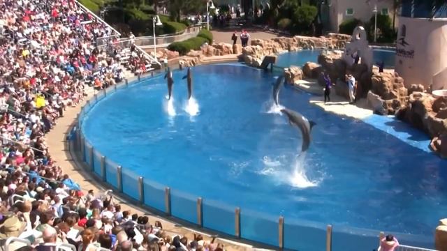 FUNNY ORCA SHARK & DOLPHIN & SEA HORSE & CLOWNFISH (ANIMALS WORLD) - Coffin Dance X Baby Shark COVE смотреть онлайн