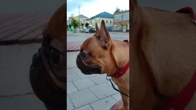 ПЕРСЕЙ И КЛАССИЧЕСКАЯ МУЗЫКА смотреть онлайн