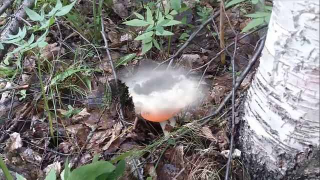 От Москвы до Костромской обл г. Шарья и её красивые окрестности р. Ветлуга! смотреть онлайн