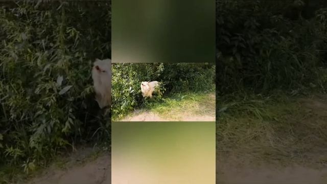 Это Алапаевск, детка ? смотреть онлайн