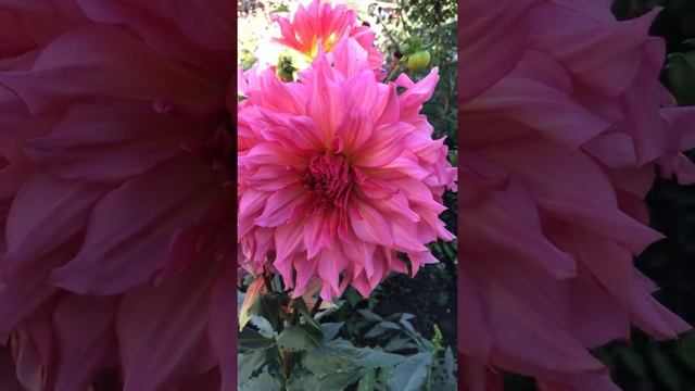 Георгин крупноцветковый Айлендр смотреть онлайн