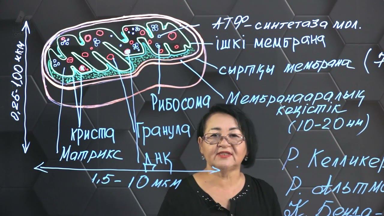 Митохондрияның құрылымдық компоненттері және олардың қызметі. 10 сынып. смотреть онлайн