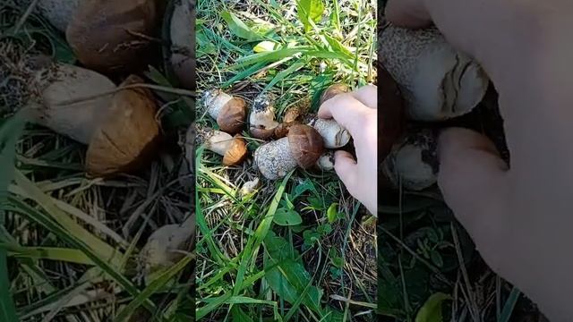 подберёзовики/сбор грибов смотреть онлайн