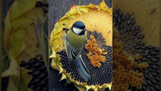 #18сентября - Захарий и Елизавета смотреть онлайн