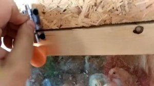 Брудер для цыплят своими руками с чертежами в описании / Как сделать брудер