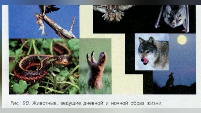 Краткий пересказ §36 Раздражимость - свойство живых организмов. Биология 6 класс Пасечник смотреть онлайн