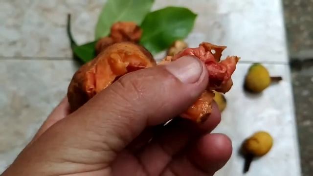 Eating monkey jack (Artrocarpus lacucha) in Kalimantan смотреть онлайн