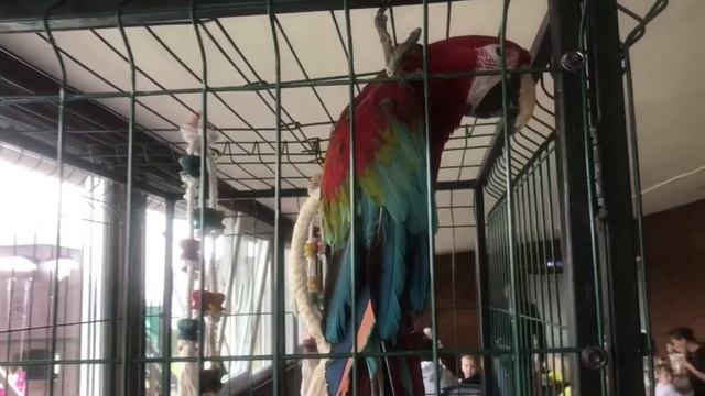 Попугай Ара. Как говорит большой попугай? Big parrot. смотреть онлайн
