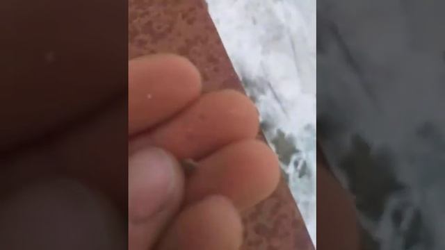 заготовка семян туи. нашли семена прям внутри туи. до конца смотреть онлайн