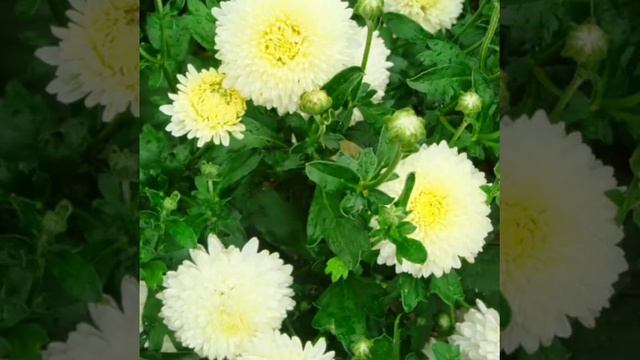 Гулжигит Сатыбеков Мезгил барактары. смотреть онлайн