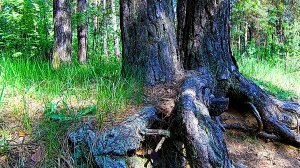 Лесной массив. Последний день весны. Звуки природы. Пение птиц в лесу.