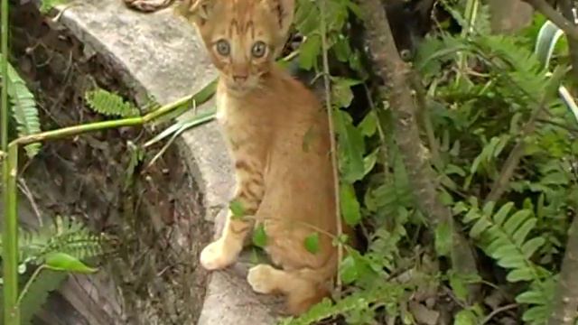 Тайский котик в Паттайе