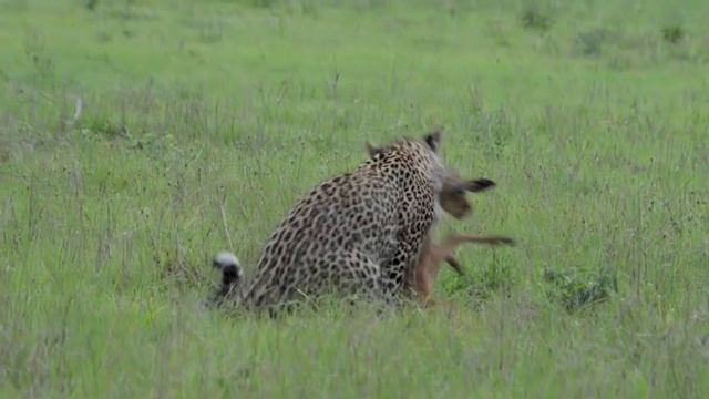 Incredible footage of leopard behaviour during impala kill - Sabi Sand Game Reserve, South Africa смотреть онлайн